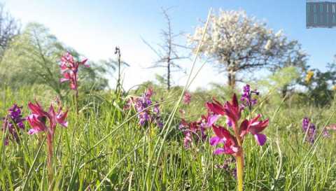 Alta Murgia, l dove fioriscono le rare, eleganti e segrete orchidee selvatiche